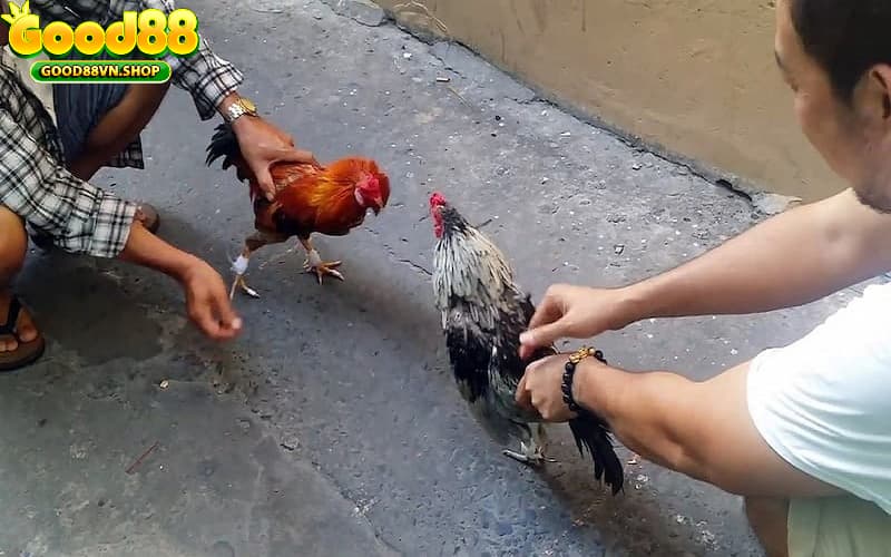 Kỹ thuật nài gà