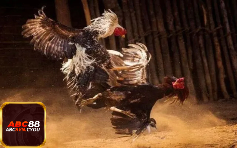 Ưu tiên các kênh đá gà trực tiếp kết hợp bình luận chuyên sâu